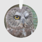Saw-whet Owl