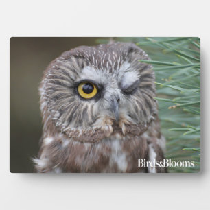 Saw-whet Owl Plaque