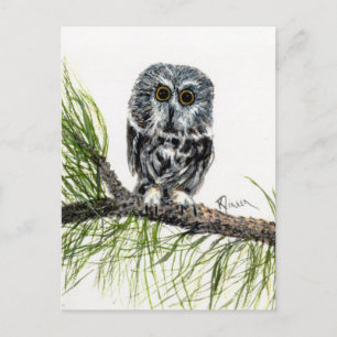 Saw Whet Owl Postcard