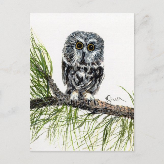 Saw Whet Owl Postcard (Front)
