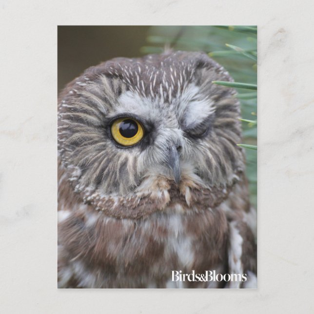 Saw-whet Owl Postcard (Front)