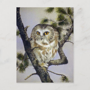 Saw-Whet Owl Postcard