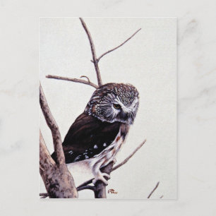 Saw-whet owl postcard