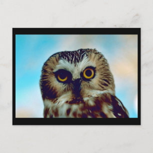 Saw-whet owl postcard