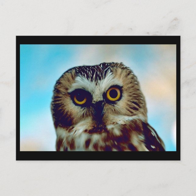 Saw-whet owl postcard (Front)