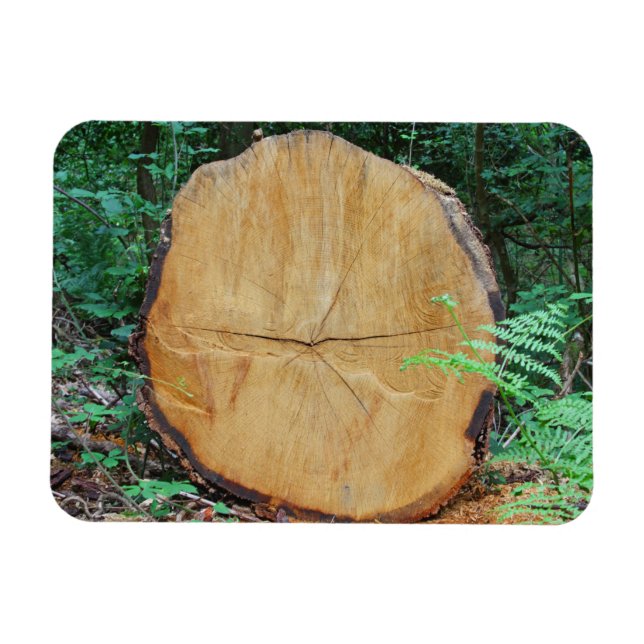 Sawn log in a forest magnet (Horizontal)