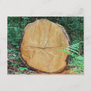 Sawn log in a forest postcard
