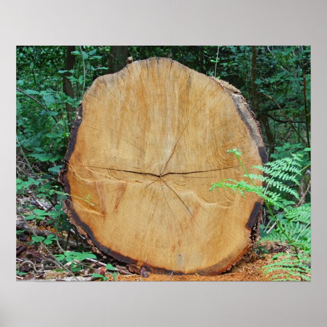 Sawn log in a forest poster (Front)