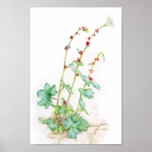 Saxifraga cernua alpine plant watercolor art poster