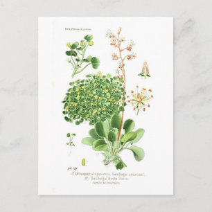 Saxifrage species postcard