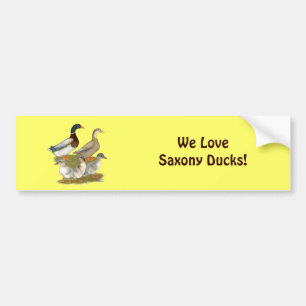 Saxony Duck Family Bumper Sticker