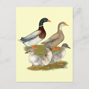 Saxony Duck Family Postcard