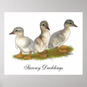 Saxony Ducklings Poster