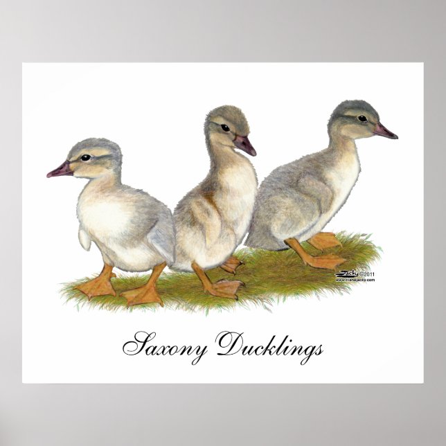 Saxony Ducklings Poster (Front)