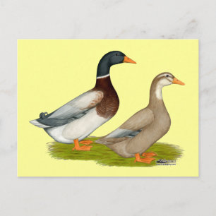 Saxony Ducks Postcard