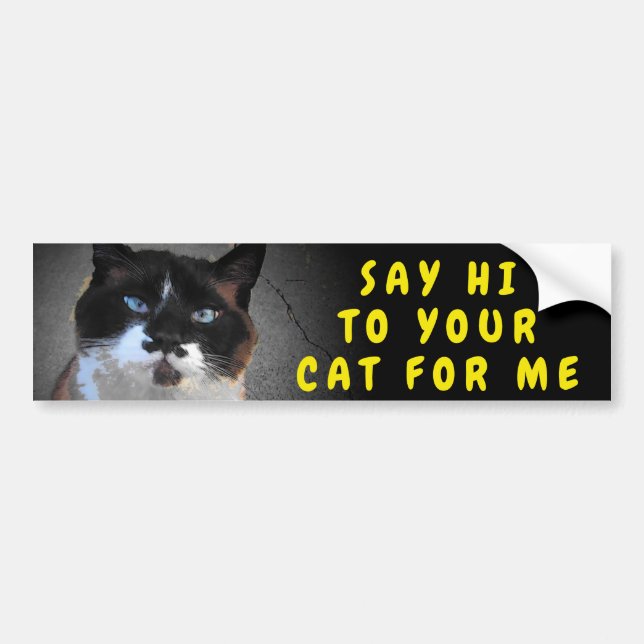 Say Hi To Your Cat Meme Bumper Sticker (Front)