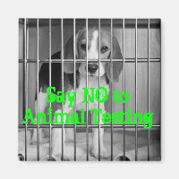 "Say No to Animal Testing" Beagle magnet