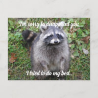 Say Sorry Racoon Apologise