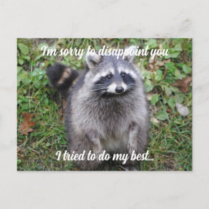 Say Sorry Racoon Apologise  Postcard