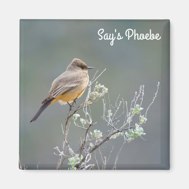 Say's Phoebe in the sage Magnet (Front)