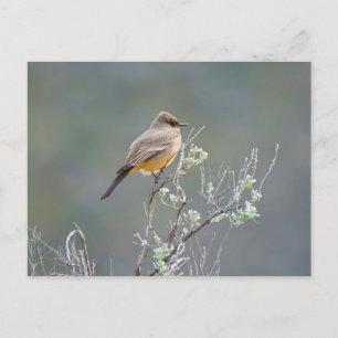 Say's Phoebe Postcard
