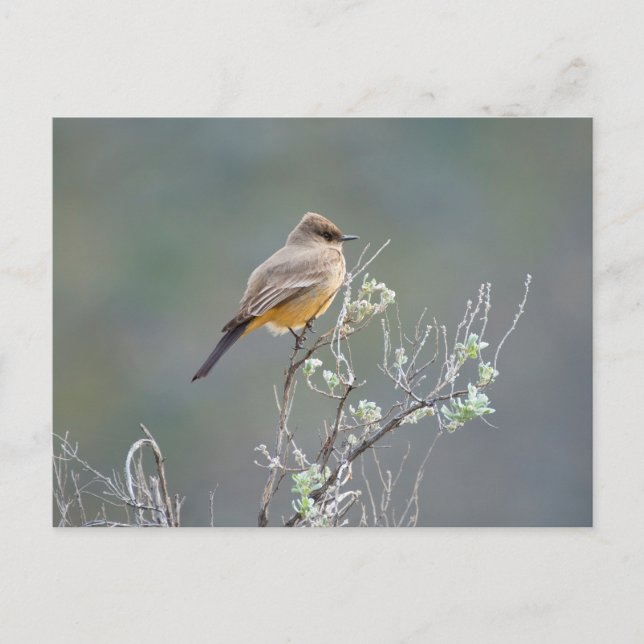 Say's Phoebe Postcard (Front)