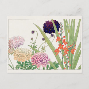 Scabiosa, Montbretia by Tanigami Konan Postcard