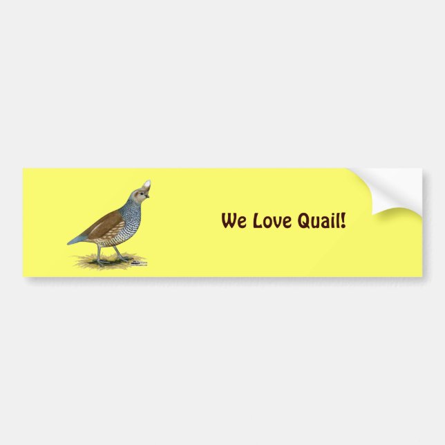 Scaled Quail Bumper Sticker (Front)