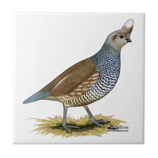 Scaled Quail Ceramic Tile (Front)