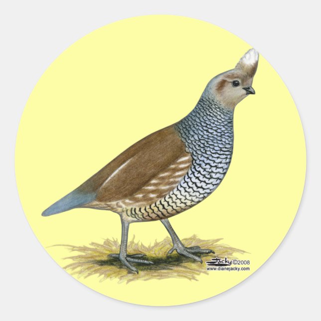 Scaled Quail Classic Round Sticker (Front)