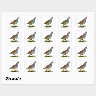 Scaled Quail Square Sticker