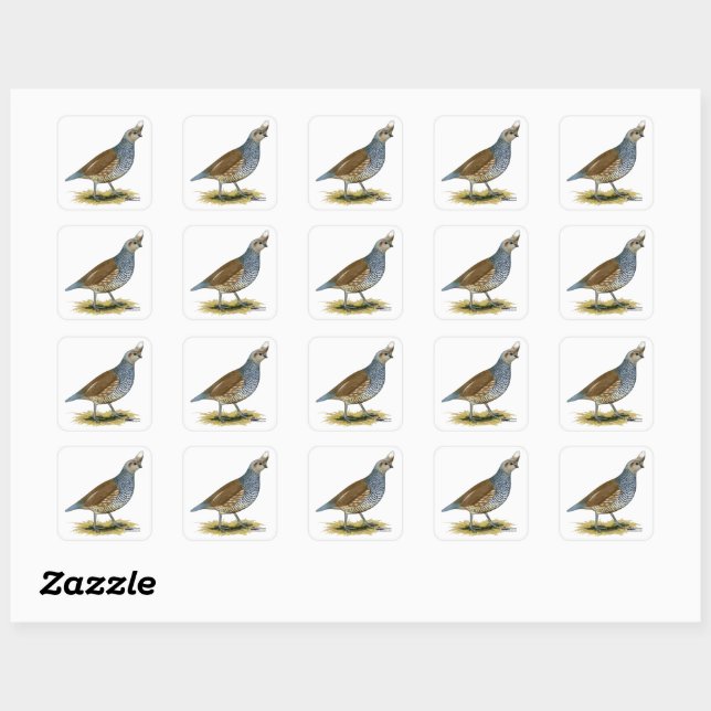Scaled Quail Square Sticker (Sheet)