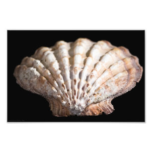 Scallop 3236 photo print