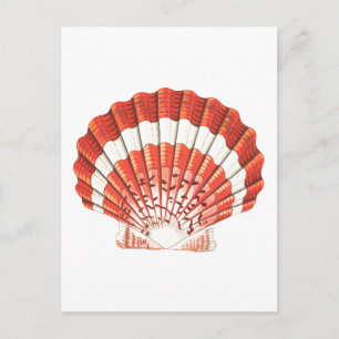 "SCALLOP" SEASHELL SEALIFE POSTCARD
