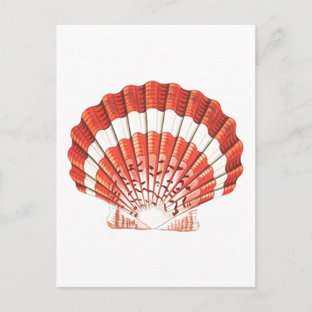 "SCALLOP" SEASHELL SEALIFE POSTCARD (Front)