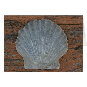 Scallop shell