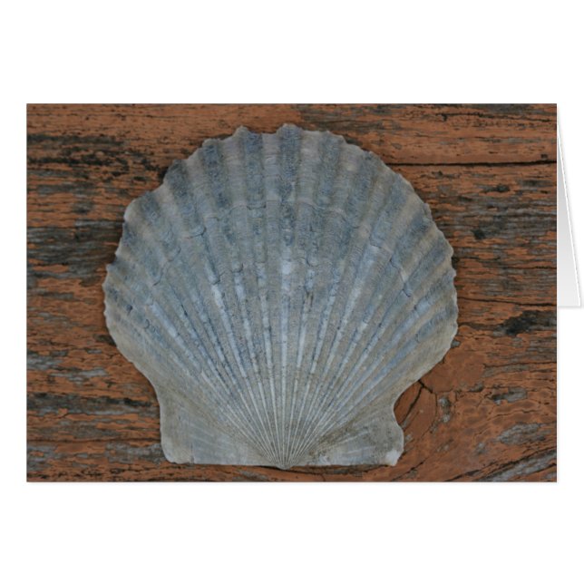 Scallop shell (Front Horizontal)