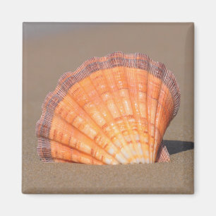 Scallop Shell Crete, Greece Magnet