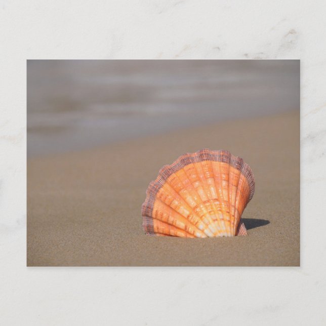 Scallop Shell| Crete, Greece Postcard (Front)