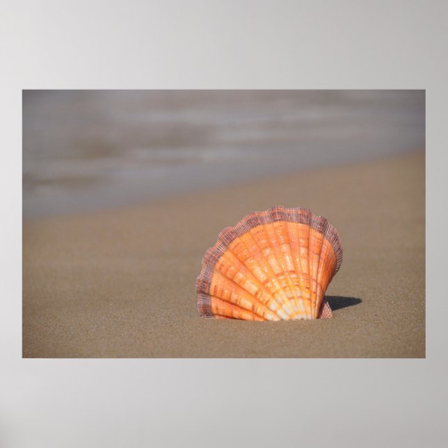 Scallop Shell| Crete, Greece Poster (Front)