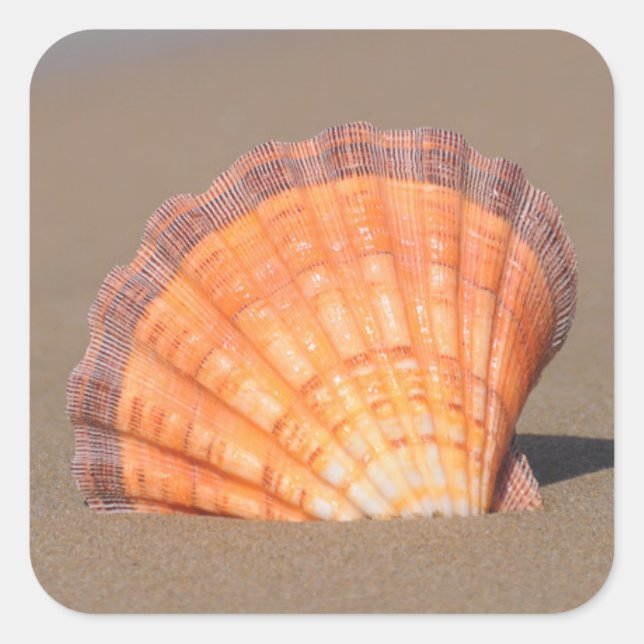 Scallop Shell| Crete, Greece Square Sticker (Front)