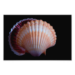 Scallop Shell Photo Print