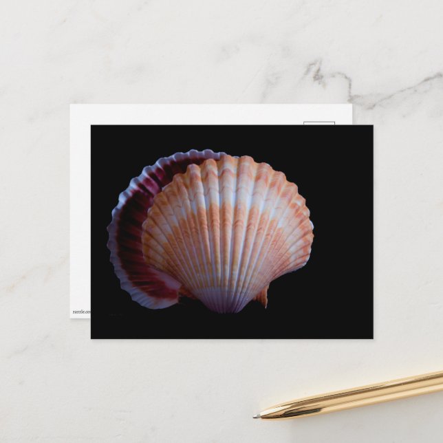 Scallop Shell Postcard (Front/Back In Situ)