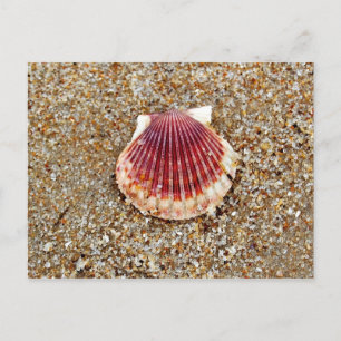 Scallop Shell - postcard