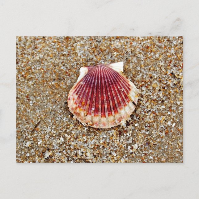Scallop Shell - postcard (Front)