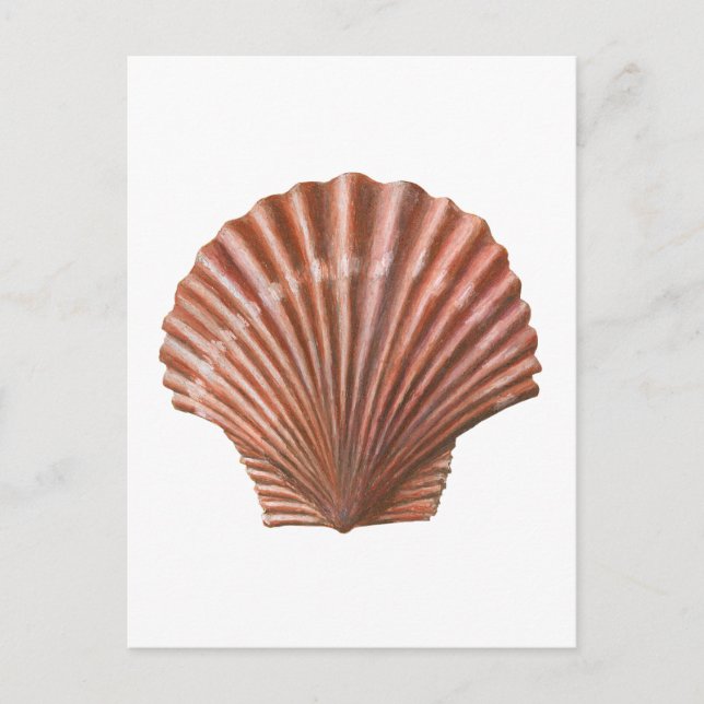 Scallop Shell Postcard (Front)