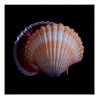 Scallop Shell