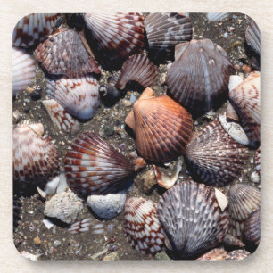Scalloped Colourful Seashells On A Black Sand Coaster