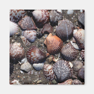 Scalloped Colourful Seashells On A Black Sand Magnet