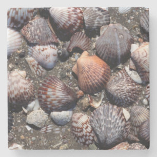 Scalloped Colourful Seashells On A Black Sand Stone Coaster